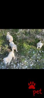 Ράτσα: Άγνωστο - Ημίαιμο | Ηλικία: 2 μηνών | Φύλο: Αρσενικό | Αρ. Microchip: 0000000000000000000000000000000000 | Περιοχή: Διόν Όλυμπος, Μακεδονία